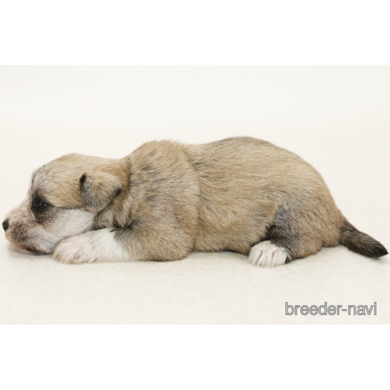 成約済の神奈川県のマルシュナ:マルチーズ×ミニチュアシュナウザー-395223の2枚目